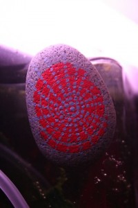 koru hand painted rocks