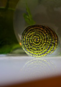 koru hand painted rock